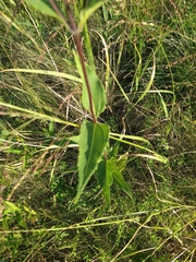 Helianthus pauciflorus