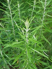 Pseudognaphalium obtusifolium