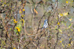 Polioptila dumicola