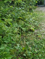 Agrimonia striata