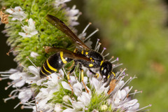 Ancistrocerus adiabatus