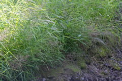Hordeinae