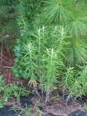 Pseudognaphalium obtusifolium