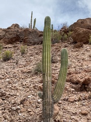Pachycereus pringlei