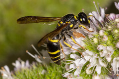 Ancistrocerus adiabatus