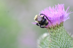 Bombus bimaculatus