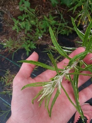 Pseudognaphalium obtusifolium