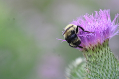 Bombus bimaculatus