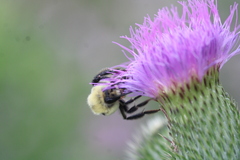 Bombus bimaculatus