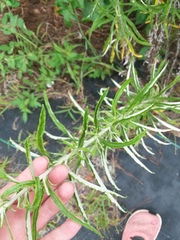 Pseudognaphalium obtusifolium