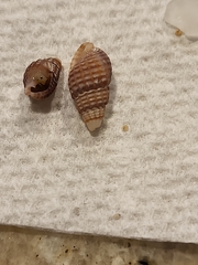 Ilyanassa trivittata