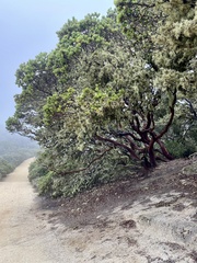 Arctostaphylos montaraensis