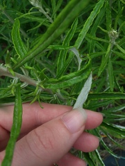 Pseudognaphalium obtusifolium