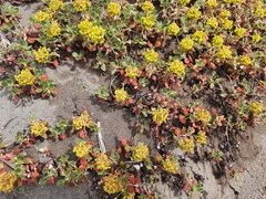 Oligogonum