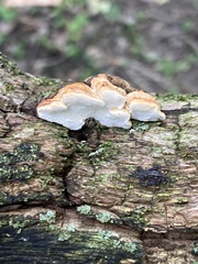 Perenniporia