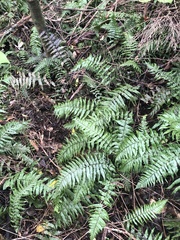 Blechnum filiforme