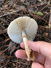 Amanita