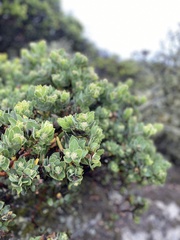 Arctostaphylos montaraensis