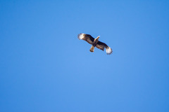 Caracara plancus