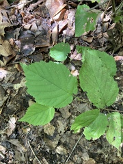 Corylus cornuta