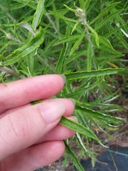 Pseudognaphalium obtusifolium