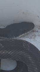 Pantherophis obsoletus