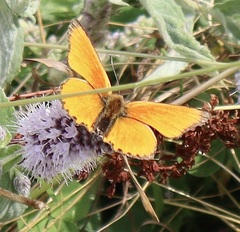 Lycaena virgaureae