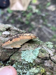Perenniporia