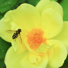 Syrphus