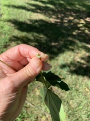 Acer platanoides