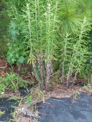 Pseudognaphalium obtusifolium