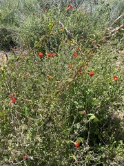 Ipomoea cristulata