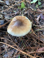 Amanita