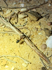 Camponotus barbaricus