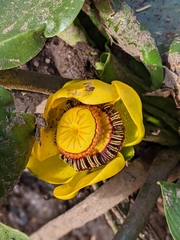 Nuphar polysepala