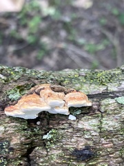 Perenniporia