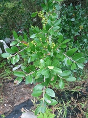 Ilex vomitoria