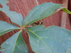 Desmia funeralis