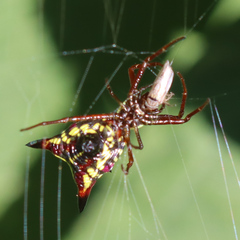 Micrathena sagittata