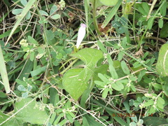 Ipomoea hederacea