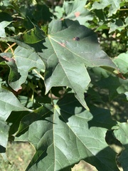 Acer platanoides