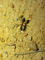 Camponotus barbaricus