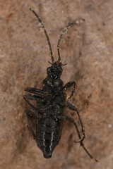 Acmaeops