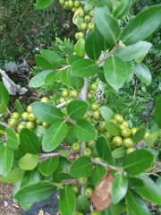 Ilex vomitoria