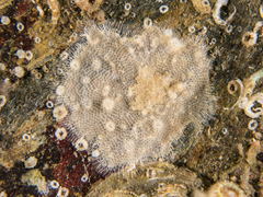Bryozoa