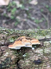 Perenniporia