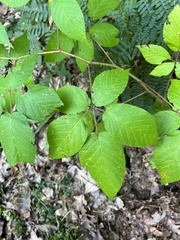 Rubus allegheniensis