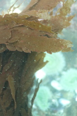 Desmarestia ligulata