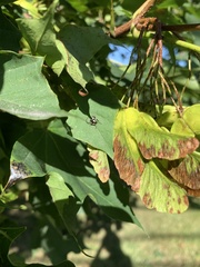 Acer platanoides