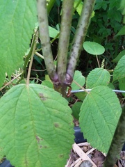 Camponotus castaneus